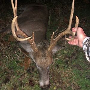 Meet your Posher, Bennett